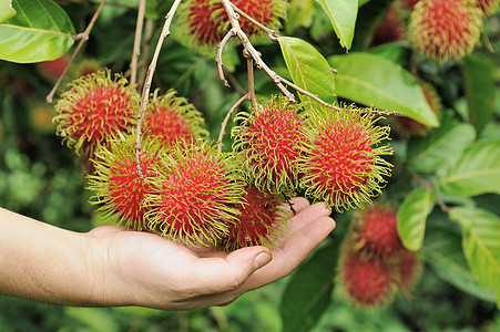 拉姆布坦水果黑人异国头发植物皮肤甜点色芒情调饮食季节图片