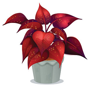 红叶植物背景图片