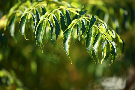 绿叶背景背景植物学阳光桦木日落生态公园季节太阳射线森林图片