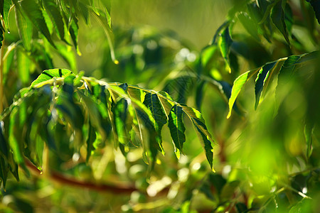 绿叶背景背景森林公园季节阴影生长植物学晴天环境植物天空图片