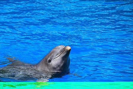 海豚在游泳池中组队玩游泳者鲸目展示荒野水族馆瓶子假期力量生活蓝色图片