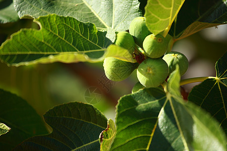 在春天关注无花果树生产植物学植物味道果汁生长饮食市场花园宏观图片