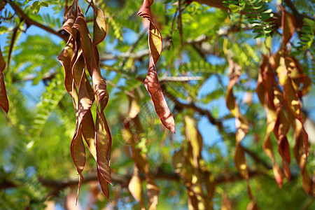 绿色非洲叶叶背景桦木季节生长阴影阳光晴天生活植物学木头环境图片