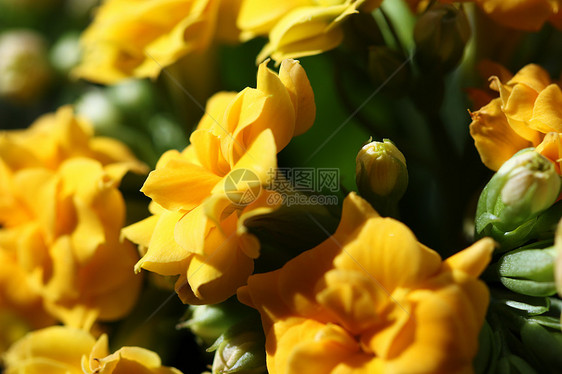 特写自然背景的黄黄色花图片