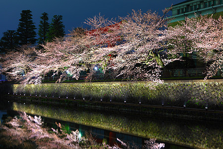 比瓦湖运河 夜里有萨库拉树花园琵琶公园季节白色粉色花瓣运河图片