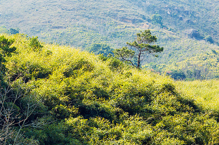 山上的松树山脉公园天空叶子环境村庄岩石丛林植物森林图片