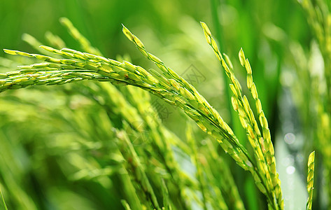 稻田水稻厂绿色植物农业食物蓝色白色种子谷物培育农场图片