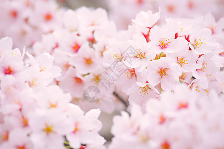 粉红色的樱花花瓣花朵粉色季节宏观植物白色植物群图片