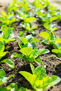 切生场特写蔬菜植物收成种子农业叶子场地发芽沙拉宏观图片