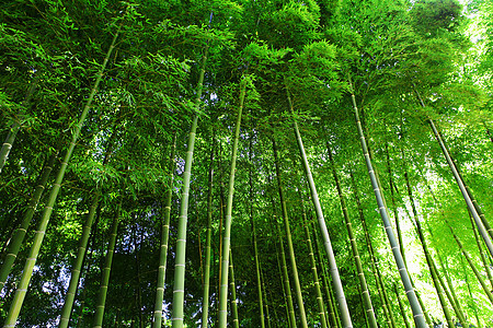 竹木林木头生长环境叶子园艺森林绿色阳光植物植物群图片