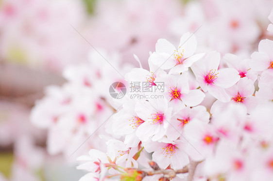 樱树宏观花园季节樱花白色粉色花瓣图片