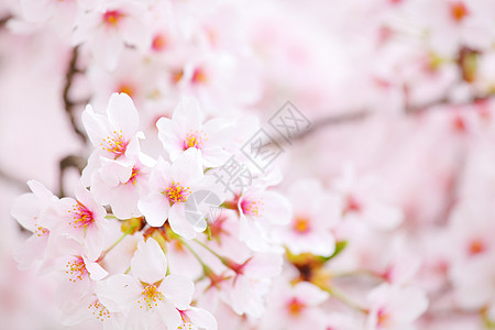 樱花花樱花植物学植物群花园花瓣白色季节植物粉色图片