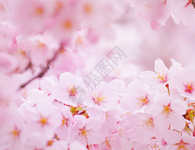 粉红色的樱花花瓣白色季节植物学粉色植物群花园图片