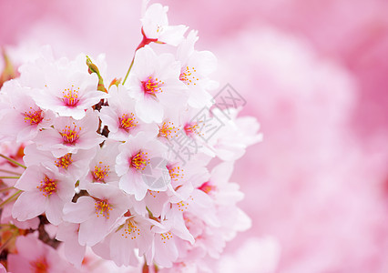 樱桃花瓣粉色白色植物学花园植物群樱花季节图片