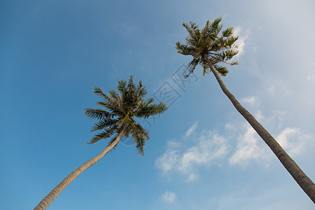 蓝天空背景的椰子棕榈树椰子植物绿色叶子蓝色情调旅游丛林旅行树木图片