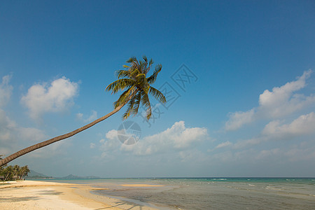 有着棕榈树的美丽的热带海滩旅游树木支撑棕榈植物海洋海岸线假期旅行椰子图片