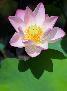 粉莲花花白色花朵荷花花瓣叶子植物池塘绿色植物群粉色图片