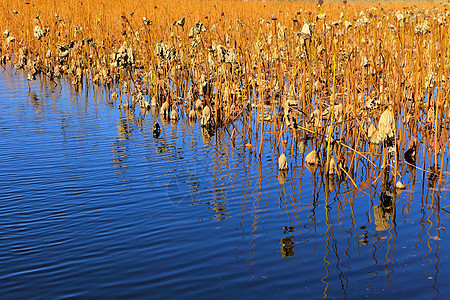 死莲油池蓝色植物群池塘反射食物水池动物群生活树叶艺术图片
