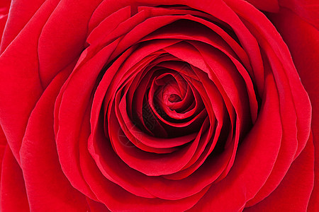 紧贴着美丽的红玫瑰的壁纸图片