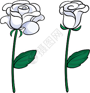 两朵白玫瑰图片