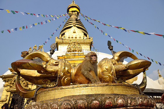 在尼泊尔加德满都的斯瓦扬布胡纳思图帕坐着猴子佛塔文化圆顶哺乳动物建筑学建筑猴庙风景旅行寺庙图片