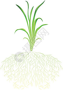 蕨根植物绿草土壤艺术艺术品种植园农业土地绘画植物作物收成设计图片