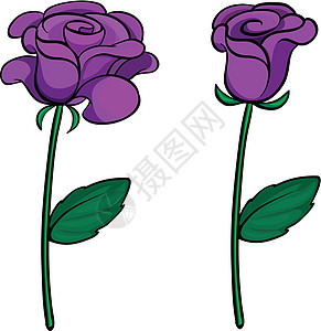 两朵紫玫瑰图片