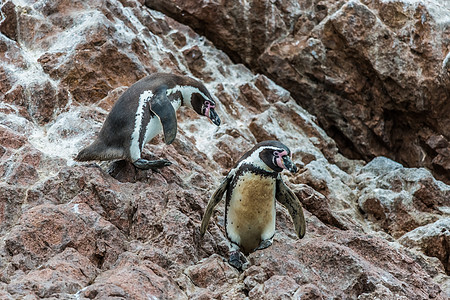 在伊卡秘鲁的游风海岸 有两只洪堡企鹅高清图片