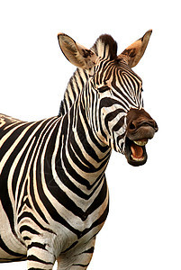喊叫或欢笑斑马旅游动物荒野野生动物黑色白色食草毛皮哺乳动物生物图片