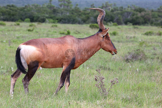 红色的哈特峰羚羊男性食草大草原哺乳动物动物喇叭尾巴草原外套狍子图片