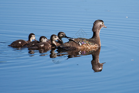 木鸭鸭和母鸭野生动物反射水禽水平眼睛男性湿地荒野木头游泳图片
