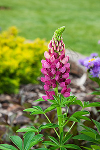 鲁邦翠菊紫色黄色园艺植物绿色粉色红色花坛图片