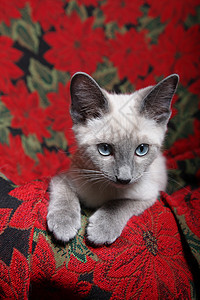 圣诞猫短发哺乳动物蓝眼睛动物宠物挂毯椅子红色连体图片