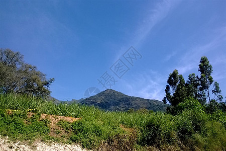 大自然的美丽上帝创造力树木森林背景图片