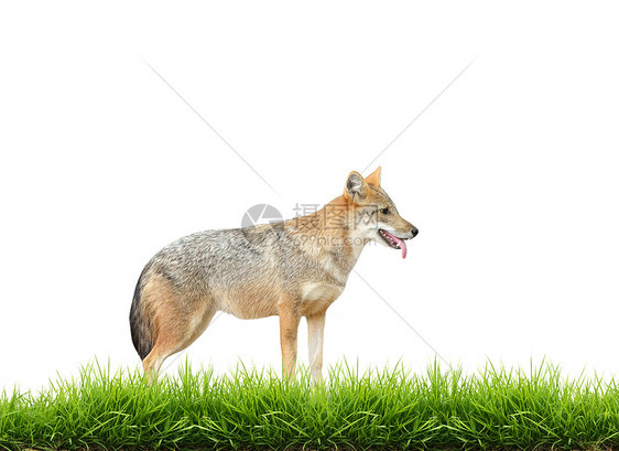 与新绿草隔离的金色胡狼猎人荒野白色狐狸动物公园犬类哺乳动物生物捕食者图片