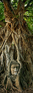 佛祖在树上 阿尤塔亚寺庙雕像森林冥想佛塔宝塔热带智慧王国建筑图片