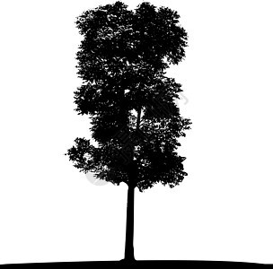 树形硅粉矢量木头植物群植被阴影植物生长插图植物学艺术艺术品图片