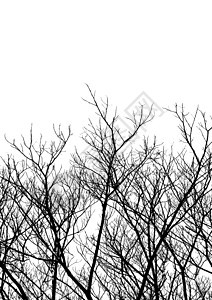 树形矢量植物植物学卡通片艺术生长植被插图植物群木头阴影图片