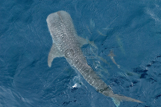 从顶部视图的大型鲸鲨旅游学校女人探索海滩水湾生物海洋热带移民图片