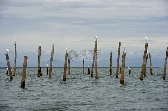 大埃格雷特河谷 泰国的内湾生态湿地水鸟猎人荒野捕食者苍蝇沼泽河鸟野生动物图片