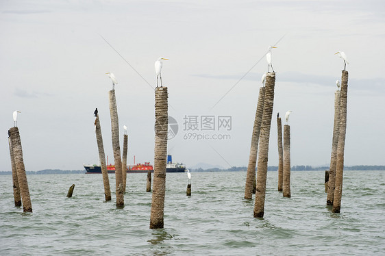 大埃格雷特河谷 泰国的内湾湿地猎人羽毛池塘水禽捕食者白鹭沼泽环境苍蝇图片