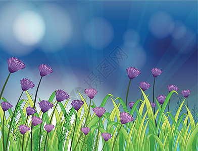 花园 鲜紫罗兰花图片
