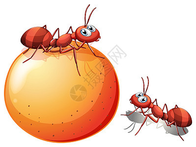 橙色和两只蚂蚁图片