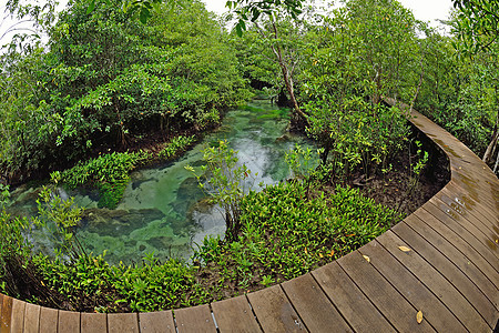 泰国克拉比Tha pom自然和水晶溪流 泰国克拉比艺术踪迹红树气泡湿地水池甲米蓝色歌曲植物图片