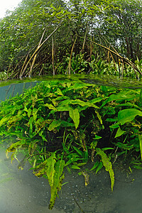 泰国克拉比水晶流温泉溪流红树植物瀑布艺术蓝色歌曲运河森林图片