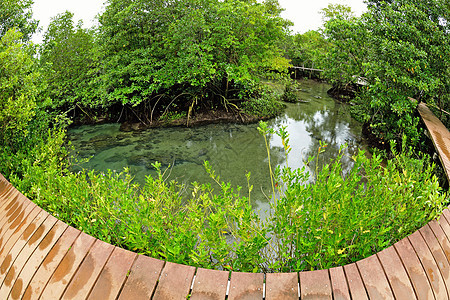 泰国克拉比Tha pom自然和水晶溪流 泰国克拉比塔蓬沼泽福利瀑布植物温泉运河红树气泡湿地图片