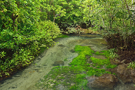 Tha Pom红树林森林 泰国克拉比木头蓝色航海绿色海滩红树公园照片日出场景图片