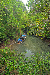 泰国克拉比红树林的长尾船绿色公园照片旅行日出木头蓝色红树太阳海滩图片