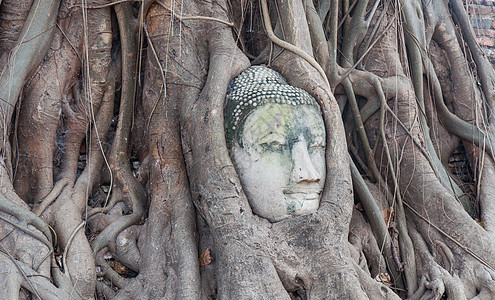 树根中佛祖之首佛陀祷告信仰文化宗教雕塑纪念碑杂草艺术旅行图片