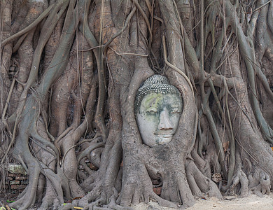 树根中佛祖之首旅行文化雕塑杂草祷告佛陀地标精神石头艺术图片